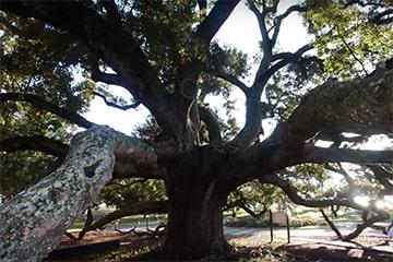 Friendship Oak